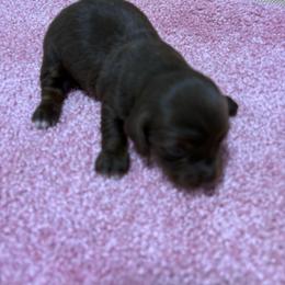 Puppy 19 AKC - Chocolate and tan female Dachshund puppy in Fayetteville, Pennsylvania from PA's Darling Doxies