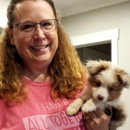 Toy Australian Shepherd Puppies from Reflections of Star Crest Kennel
