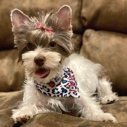 Yorkshire Terriers from Krista's Fur Babies