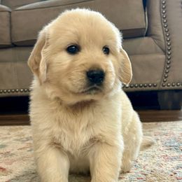 Miracle - Light golden female Golden Retriever puppy in Doniphan, Missouri from Stockford’s Golden Retrievers