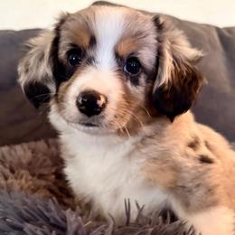 Goose (ASDR and AKC) - Blue merle male Miniature American Shepherd puppy in Stockton, Missouri from Kizmit Farmz