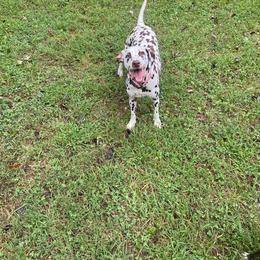 Girl 4 - White and liver brown female Dalmatian puppy in Richmond, Virginia from Darrfield