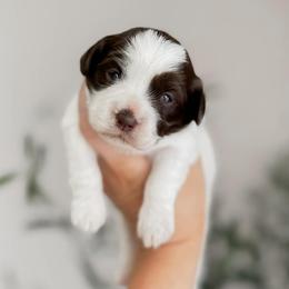 Chick - Brown female Shihpoo puppy in Hopkins County, Texas from Boutique Doodles