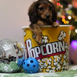 Red Male - Red male Dachshund puppy in Lancaster, California from Avignon