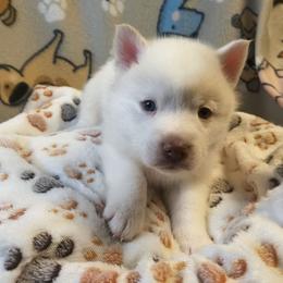 Sharpener - White male Pomsky puppy in Blackfoot, Idaho from Snake River Pomskys