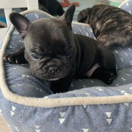 French Bulldog Puppies from Luna and London’s Puppies