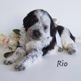 Rio - Black and white male Springerdoodle puppy in Fargo, North Dakota from Dakota SpringerDoodles
