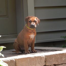 Rhodesian Ridgeback Puppies from Zenkosi Ridgebacks