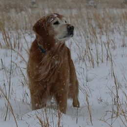 Golden Retrievers from Goose Ridge Retrievers