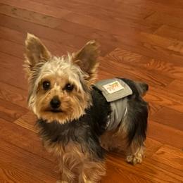 Mango - Yorkshire Terrier