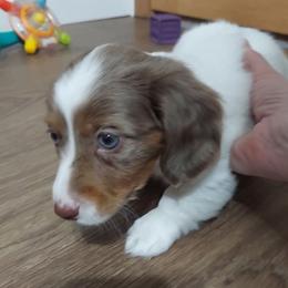 Boy1 - Piebald male Dachshund puppy in North Vernon, Indiana from Rudicel Dachshunds