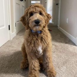 Wilbur - Goldendoodle