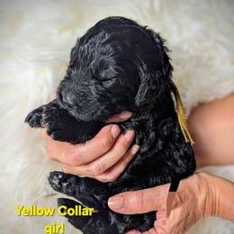 Yellow Collar - Black female Assorted Doodle Crosses puppy in Elma, New York from Newfiedoodles of WNY