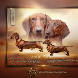 Dachshund puppies from Passport Dachshunds