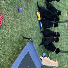 Labrador Retriever Puppies from Outlaws Labradors