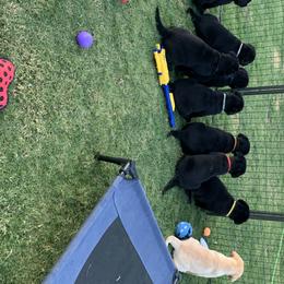Labrador Retriever Puppies from Outlaws Labradors