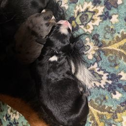 Doc - Tri-color male Bernedoodle puppy in Campbellsville, Kentucky from Blue Belle Hills Bernedoodles