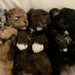 Poodle Puppies from Townsend Poodles