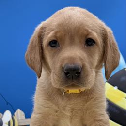 Yellow - Yellow female Labrador Retriever puppy in Heath Springs, South Carolina from Rich Hill Retrievers