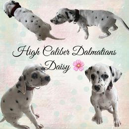 Daisy - White and black Dalmatian puppy in Pocatello, Idaho from High Caliber Dalmatians