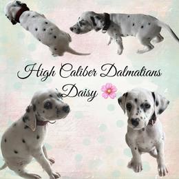 Daisy - White and black Dalmatian puppy in Pocatello, Idaho from High Caliber Dalmatians