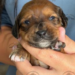 Miss. Yellow-4200 - Dapple female Dachshund puppy in Ocala/Gainesville, Florida from From the Heart Doxies