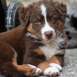 Java - Red tri-color female Australian Shepherd puppy in Darrington, Washington from Cart River Aussies