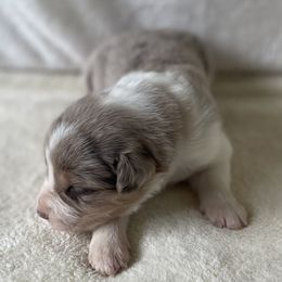 Blue Collar - Lilac Merle - Lilac merle male Border Collie puppy in Gadsden, Alabama from Collie Wood Hills