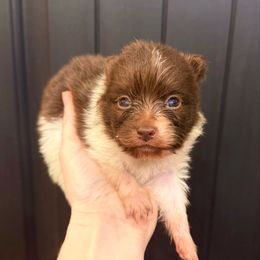 Rudolph - Chocolate parti male Pomeranian puppy in Stroud, Oklahoma from Laik’s Little Shihtz & Poms