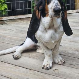 Joy - Basset Hound