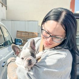 Chic - Blue French Bulldog puppy in Redlands, California from You Winnie Some (Winnie's Blues & Lilacs)