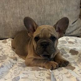 Green - Blue fawn male French Bulldog puppy in Kyle, Texas from Small Town Frenchies