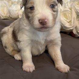 Australian Mountain Doodle and Miniature American Shepherd Puppies from Little Loves Farm