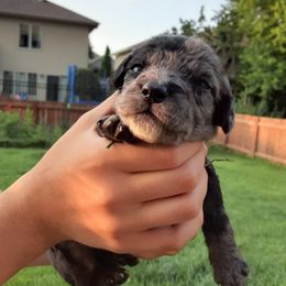Boy 2 - Labradoodle puppy from Trinity Labradoodles