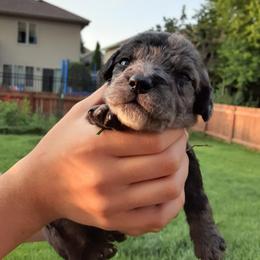 Boy 2 - Labradoodle puppy from Trinity Labradoodles