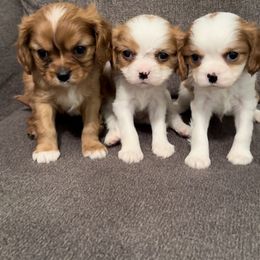 Cavalier King Charles Spaniel Puppies from Rhonda Davis