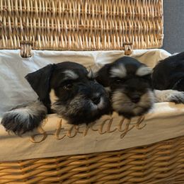 Miniature Schnauzer Puppies from Caesars Creek Miniature Schnauzers
