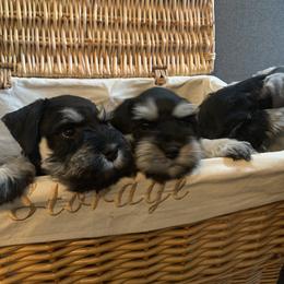 Miniature Schnauzer Puppies from Caesars Creek Miniature Schnauzers