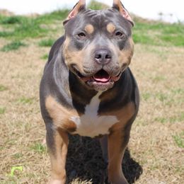 Freyja - American Bully