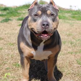 Freyja - American Bully