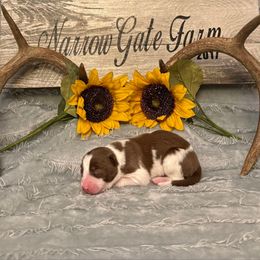 Agnes - White and red female Border Collie puppy in Moody, Texas from Narrow Gate Farm