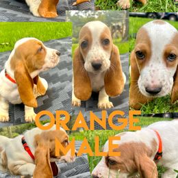 Boy 2 - Red and white Basset Hound puppy in Jacksonville, Florida from Craven Bassets