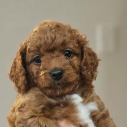 Luna - Red female Cavapoo puppy in Glendale, Arizona from Cool Cavapoos