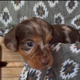 Ghirardelli- SILKY WIRE HAIR - Dapple male Dachshund puppy in Duncan, Arizona from Bootheel Doxies & Poms