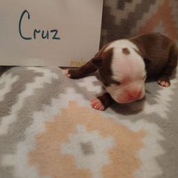 Cruz - Red male Boston Terrier puppy in Headland, Alabama from Crystal Carlisle's Boston Terriers