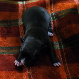 Boy 2 - Brindle male Boxer puppy in Temple, Georgia from B&B Boxers