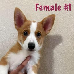 Girl 1 - White and fawn female Pembroke Welsh Corgi puppy in Chula Vista, California from Adrian's Pembroke Welsh Corgis