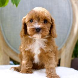 Robin - Red female Cavapoo puppy in Queen Creek, Arizona from Dulcito Doodles