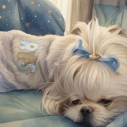 Shih Tzu All Grown Up from P and J Farms