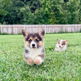 Paul - Black and tan male Pembroke Welsh Corgi puppy in Ashland, Ohio from SS Australian Shepherds